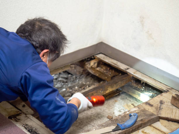 Best Localized Mold Remediation (e.g., coastal areas, humid climates) in Auburn Lake Trails, CA