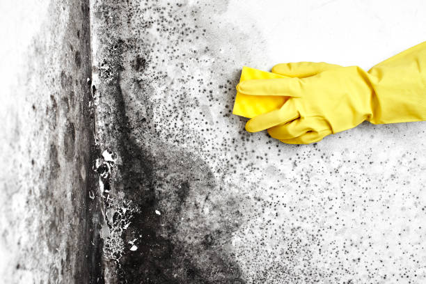 Best Post-Flood Mold Remediation in Auburn Lake Trails, CA