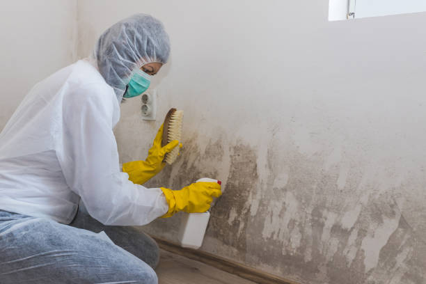 Best Bathroom Mold Remediation in Auburn Lake Trails, CA