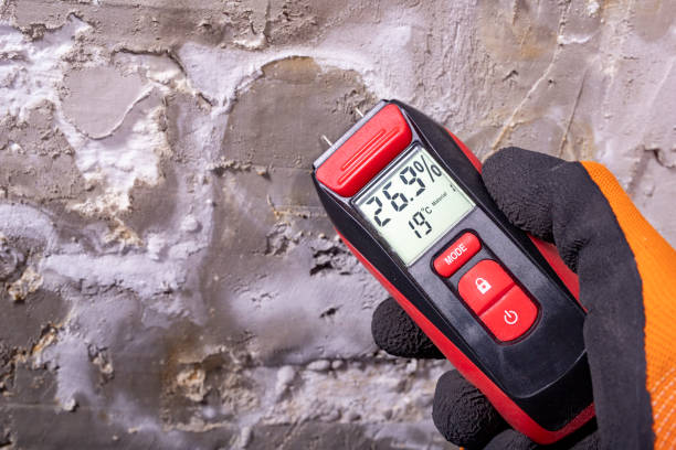 Best White Mold Remediation in Auburn Lake Trails, CA