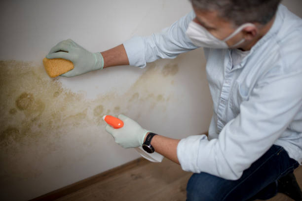 Best Attic Mold Remediation in Auburn Lake Trails, CA