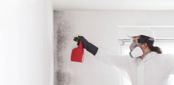 Best DIY Mold Remediation Support Services in Auburn Lake Trails, CA