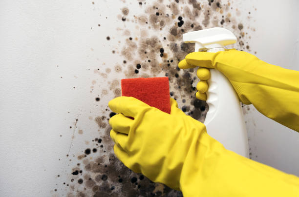 Auburn Lake Trails, CA Mold Remediation Company