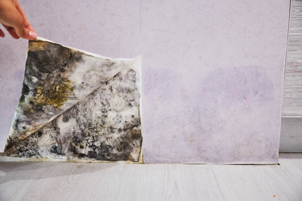Best Localized Mold Remediation (e.g., coastal areas, humid climates) in Auburn Lake Trails, CA